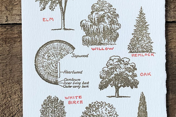 Tree Lore - Image 3